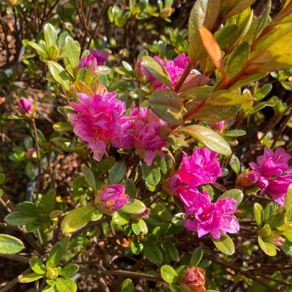 Azalea Pixie
