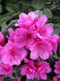 Azalea Pixie - Ladybird Nursery