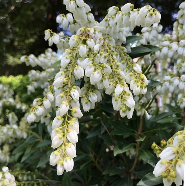Pieris Temple Bells (Pieris) - Ladybird Nursery