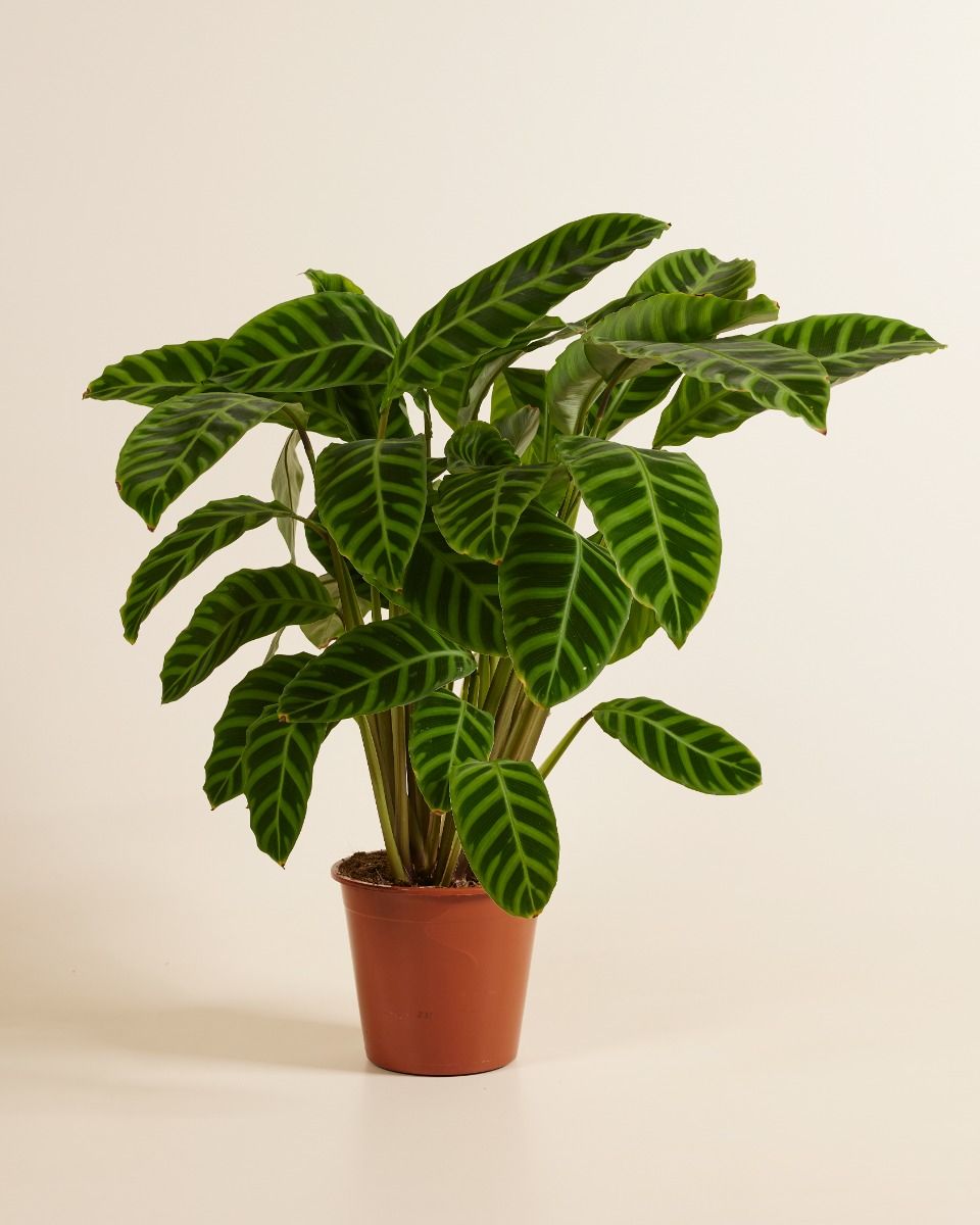 zebrina prayer plant Prayer Plant (Calathea zebrina) – Buy Now! – Ladybird Nursery