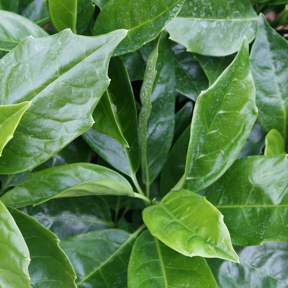Japanese Laurel (Aucuba japonica)