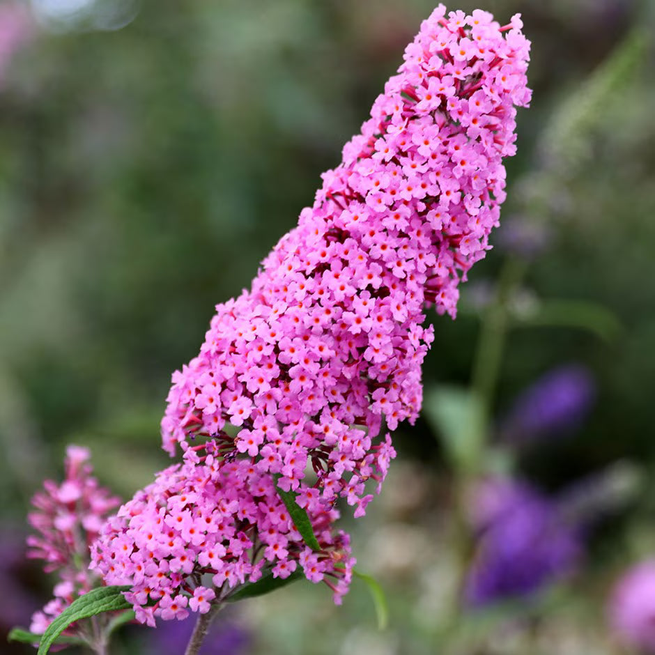 Butterfly Bush Pink (Buddleja Blaze)