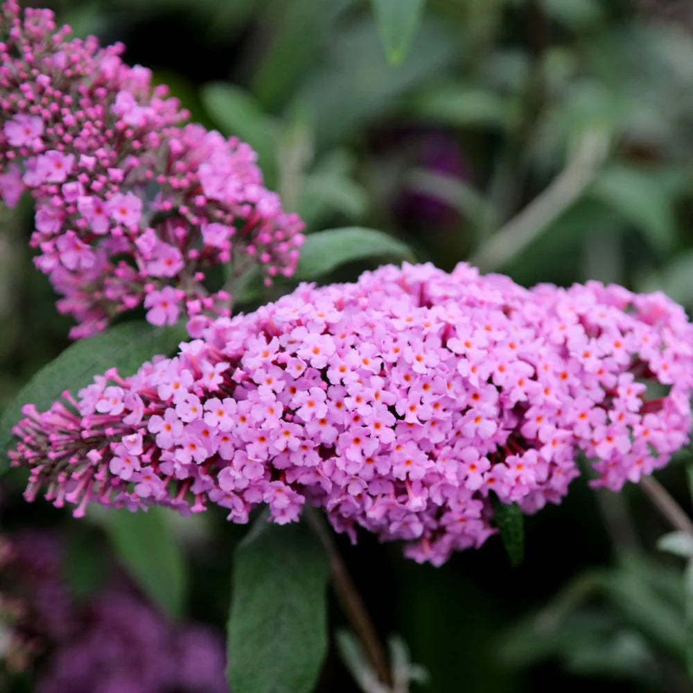 Butterfly Bush Pink (Buddleja spp.)