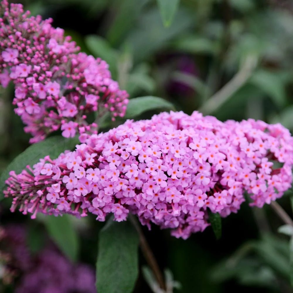 Butterfly Bush Pink (Buddleja spp.) - Ladybird Nursery