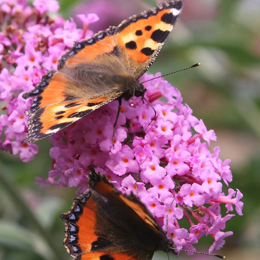 Butterfly Bush Assorted (Buddleja spp.) - Ladybird Nursery