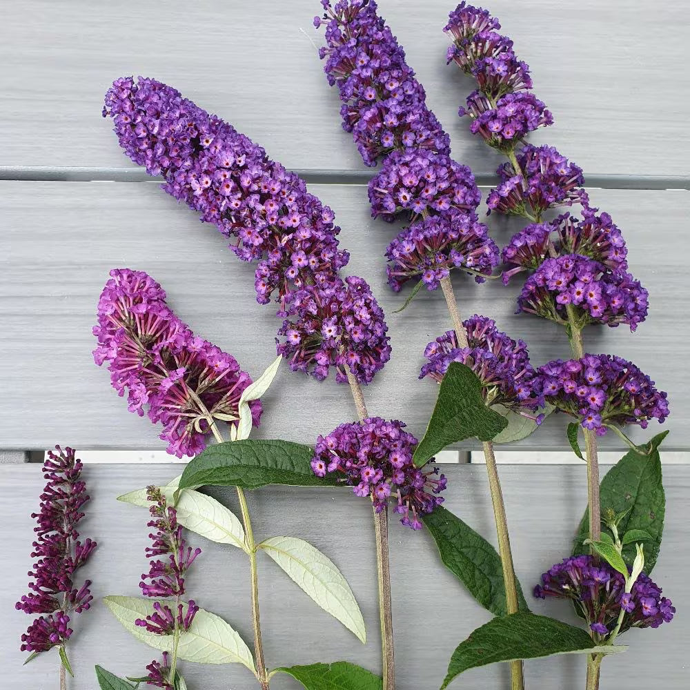 Butterfly Bush Assorted (Buddleja spp.)