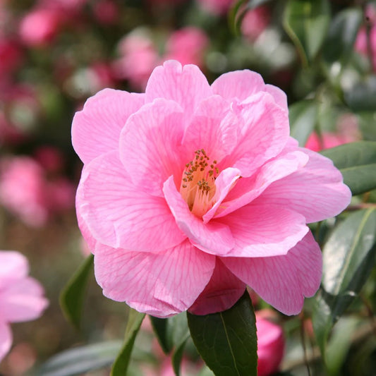 Camellia Contemplation (Camellia)