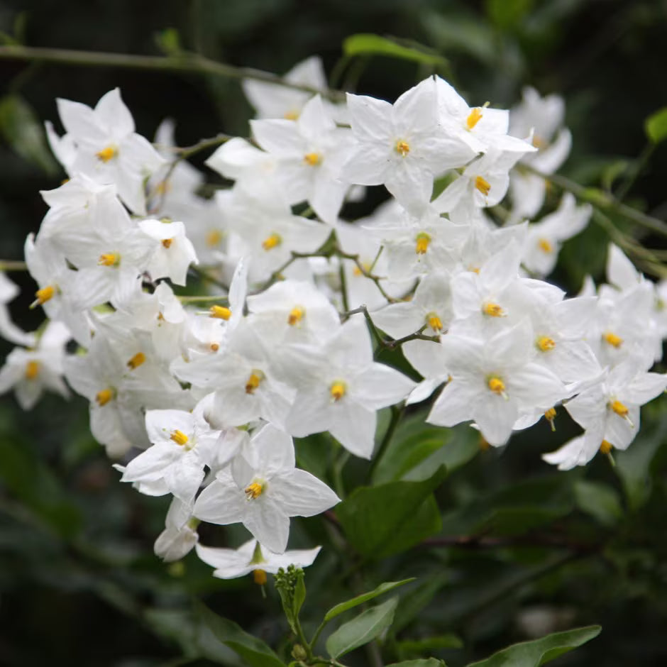 Potato Vine (Solanum jasminoides)