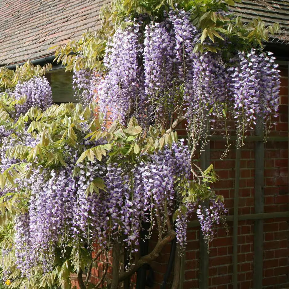 Japanese Wisteria Select Form (Wisteria floribunda)