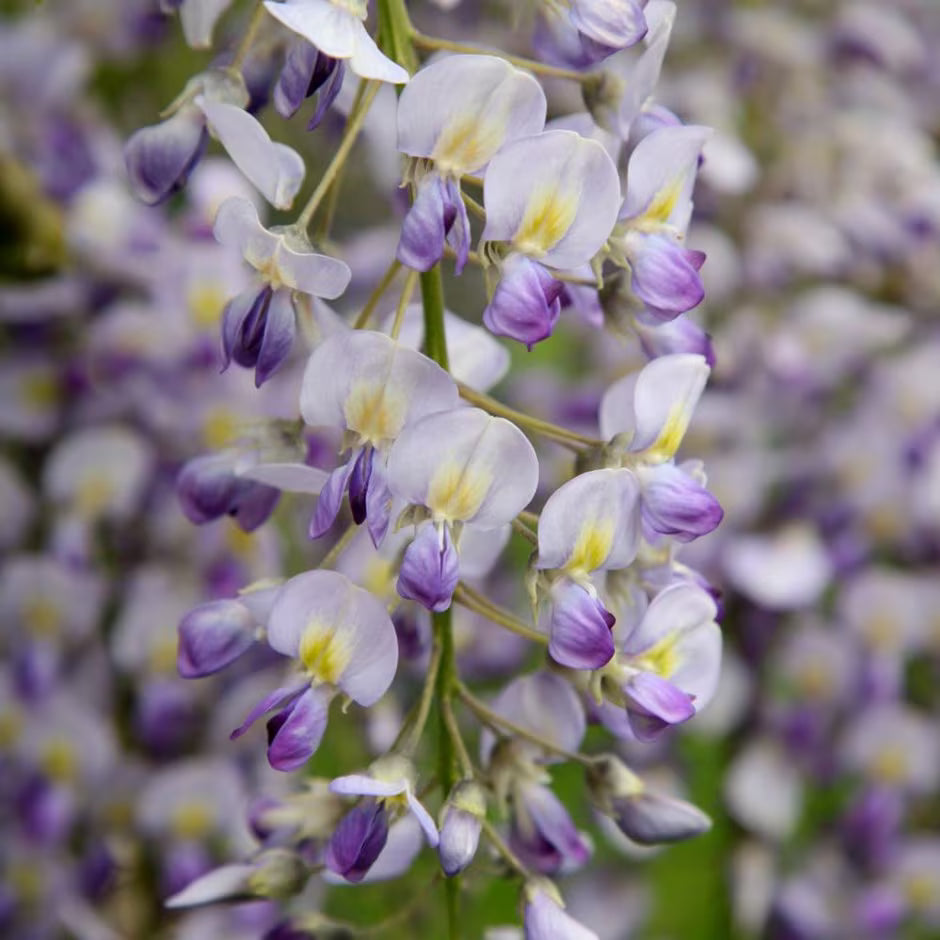 Wisteria Formosa (Wisteria spp.)