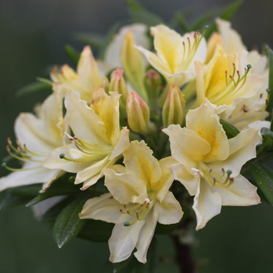 Rhododendron Daviesii