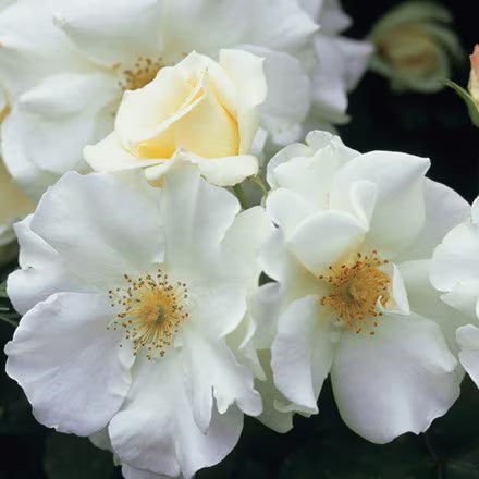 Rose Flower Carpet White (Rosa)
