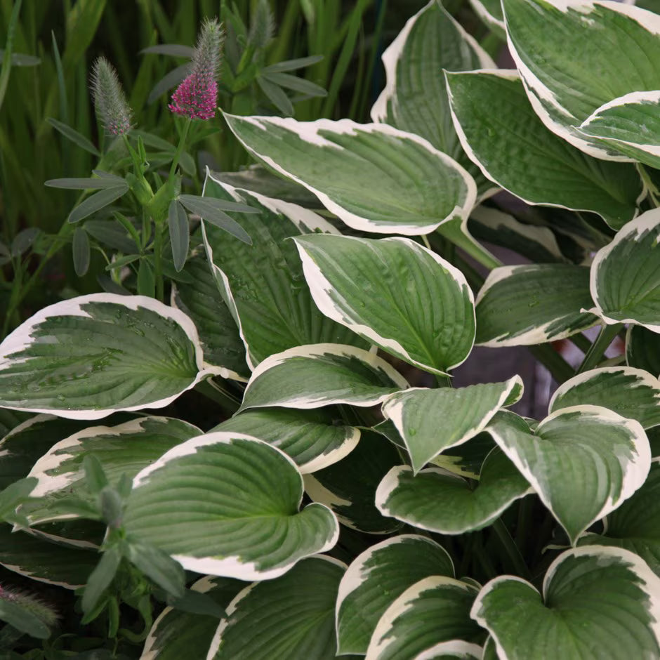 Plantain Lily Francee (Hosta fortunei)
