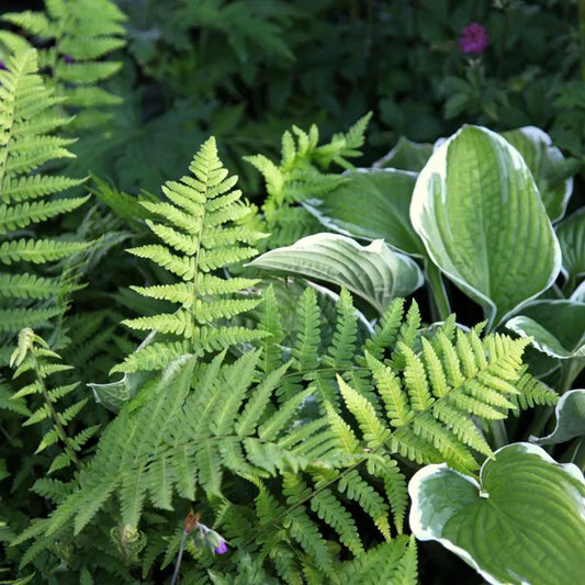 Plantain Lily Francee (Hosta fortunei)