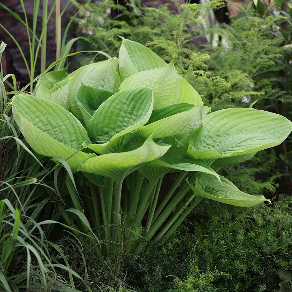 Plantain Lily Sum and Substance (Hosta )