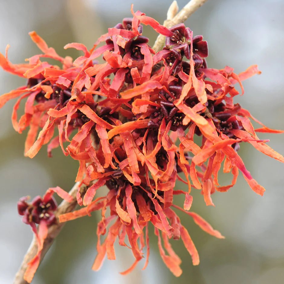Witch Hazel ‘Jelena’ (Hamamelis) - Ladybird Nursery