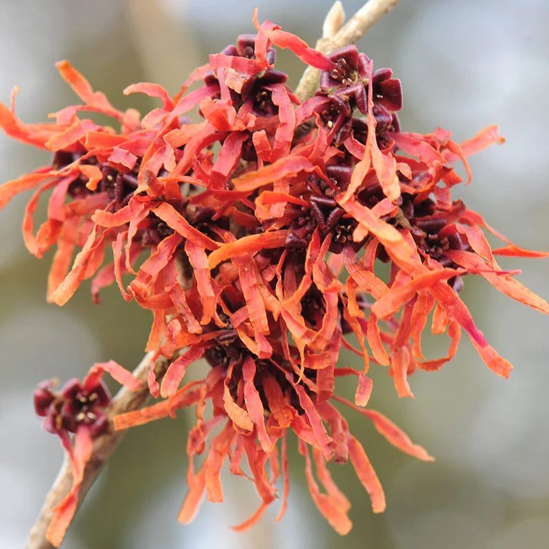 Witch Hazel intermedia Jelena (Hamamelis x)