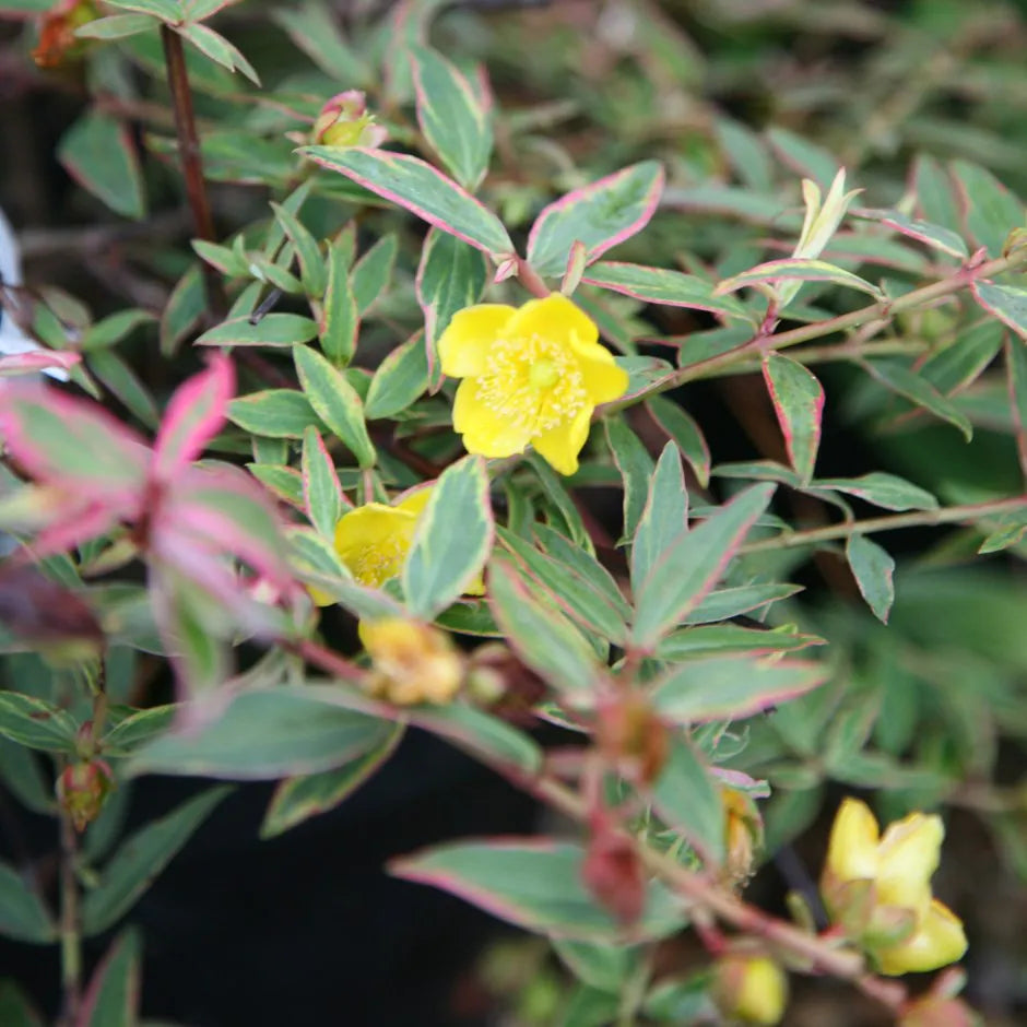 St. John's Wort Tricolour (Hypericum moserianum)