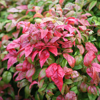 Heavenly Bamboo Firepower (Nandina domestica)