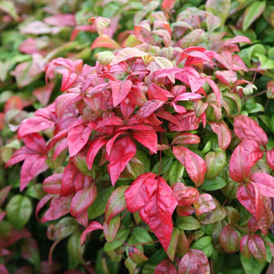 Heavenly Bamboo Firepower (Nandina domestica) - Ladybird Nursery