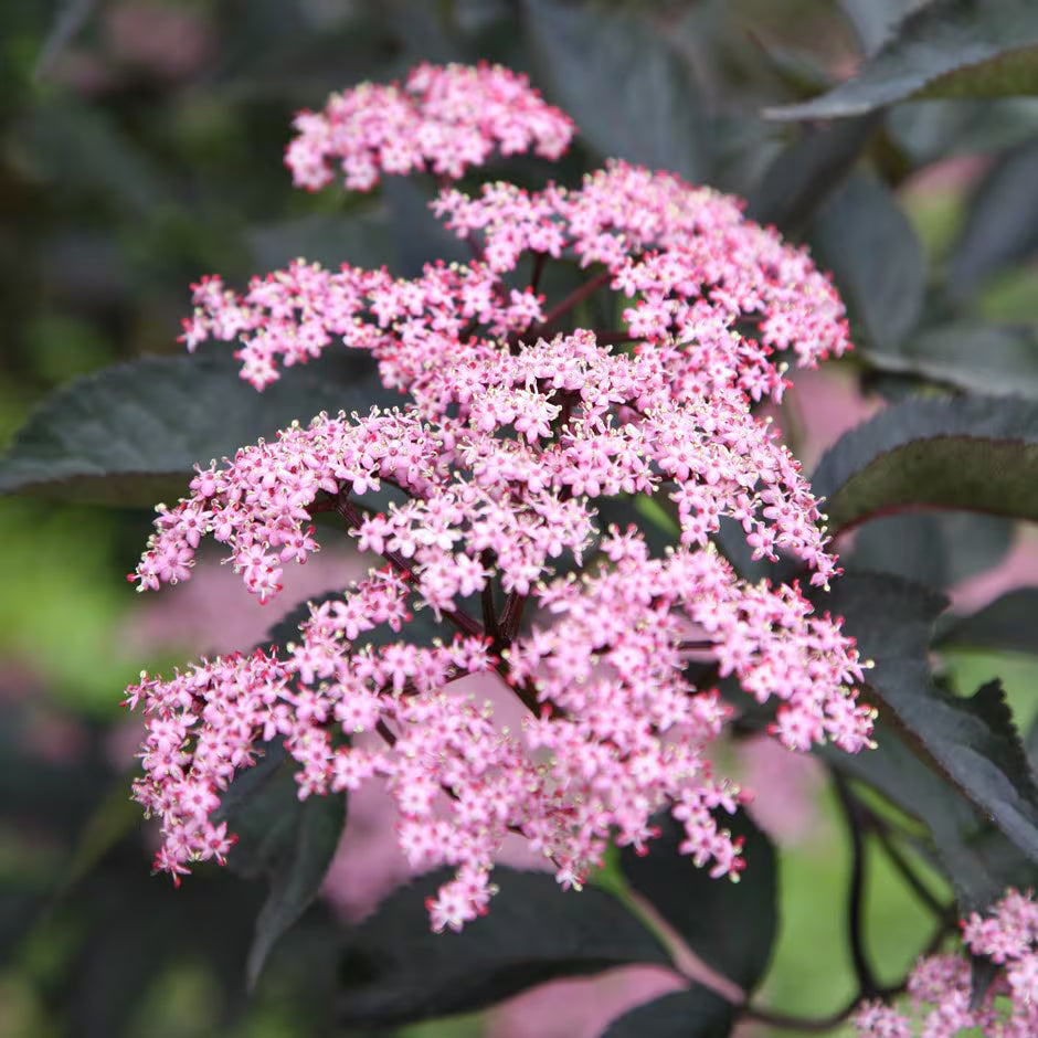 Elderberry Black Beauty (Sambucus nigra)