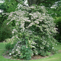 Japanese Snowball Pink Beauty (Viburnum plicatum)