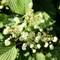Japanese Snowball tomentosum (Viburnum plicatum)