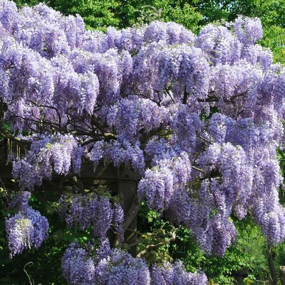 Chinese Wisteria Rosea (Wisteria sinensis)
