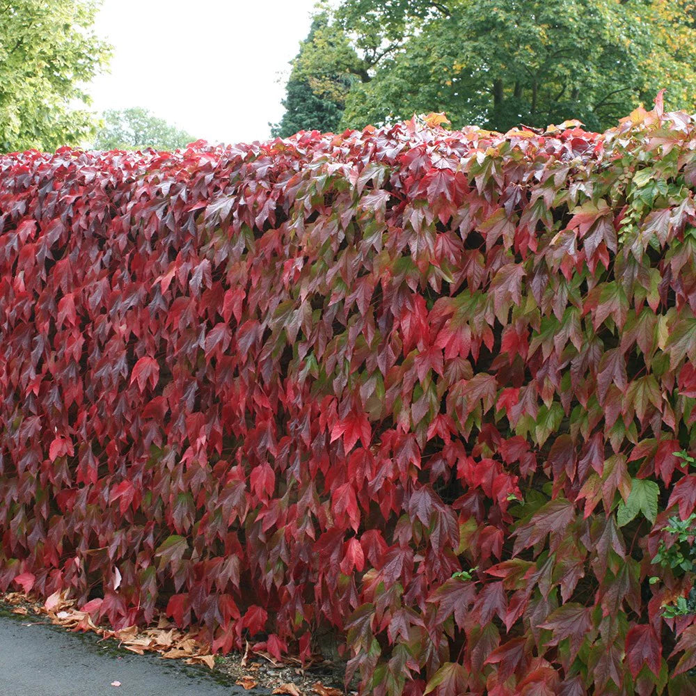 Boston Ivy (Parthenocissus tricuspidata)