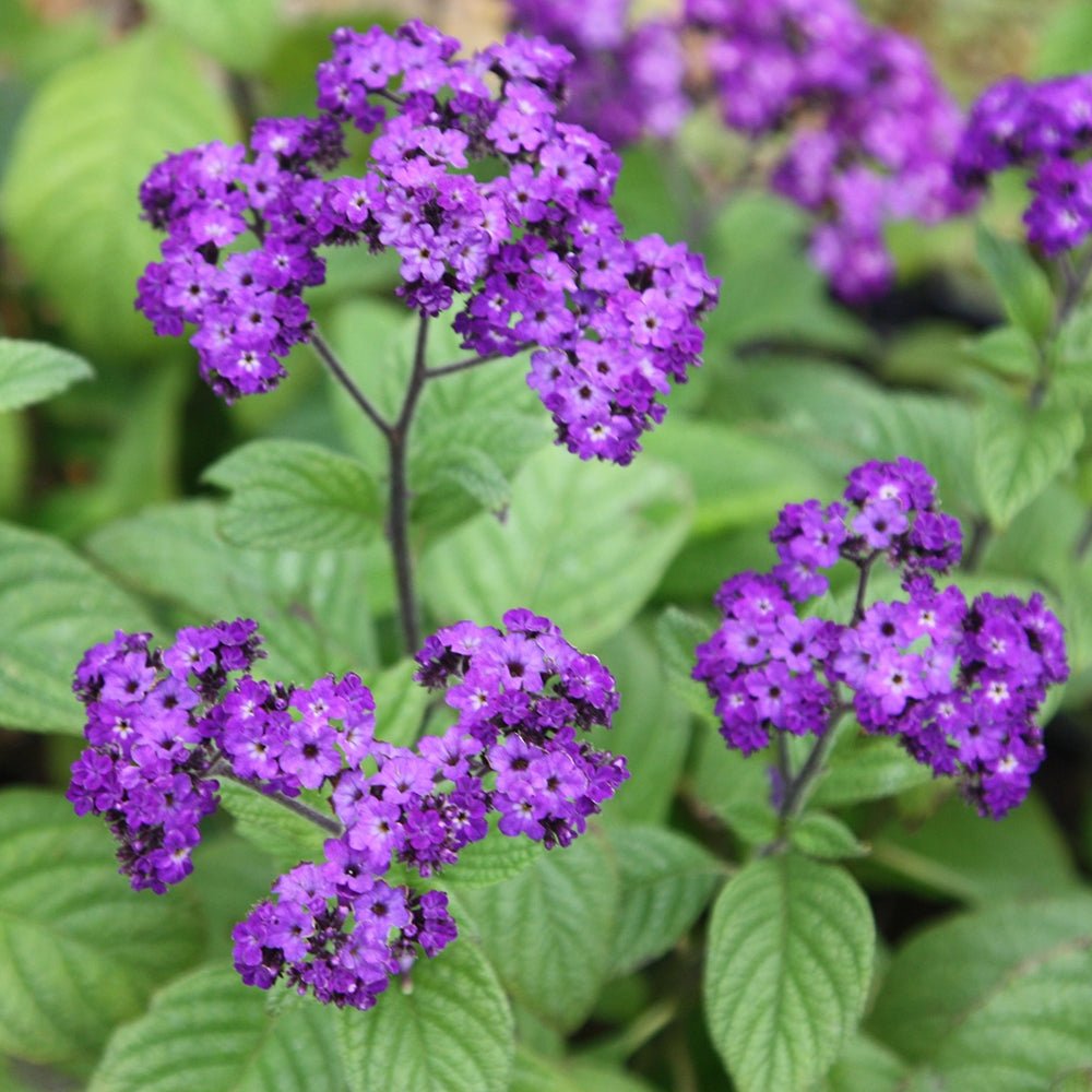 Cherry Pie Scentropia Dark Blue (Heliotropium arborescens) - Ladybird Nursery