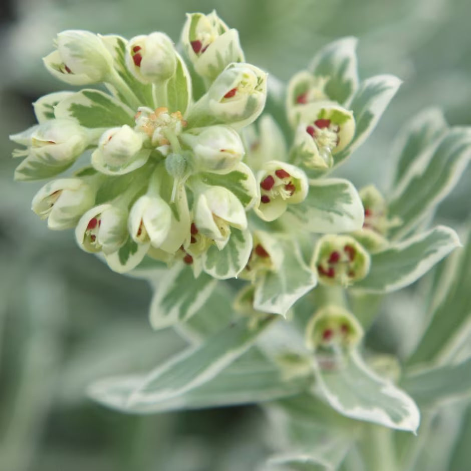 Silver Swan Spurge Wilcott (Euphorbia characias)