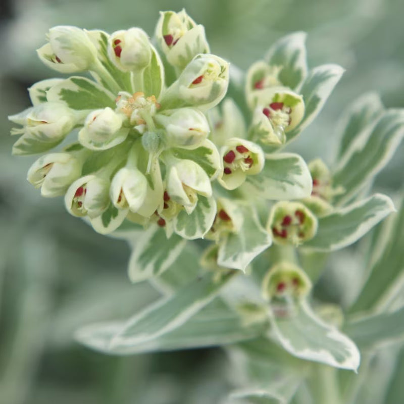 Silver Swan Spurge Wilcott (Euphorbia characias)