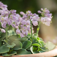 Plantain Lily Blue Mouse Ears (Hosta )