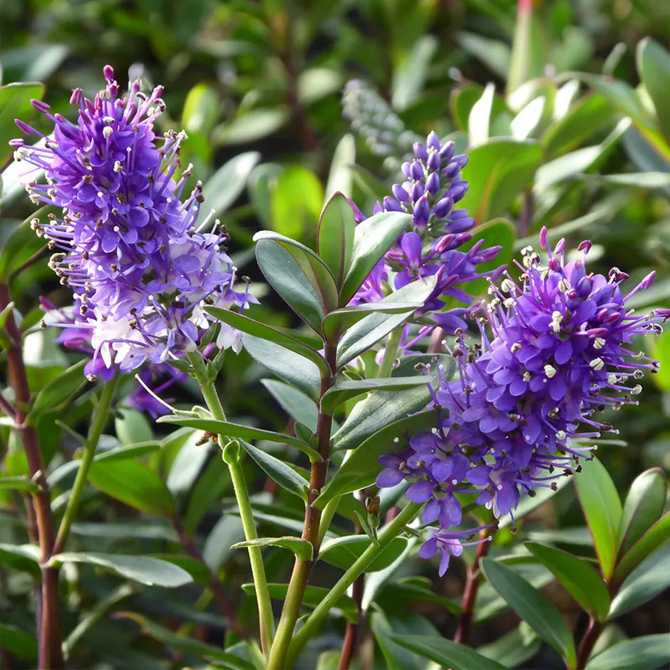 Hebe Julia (Hebe spp.)