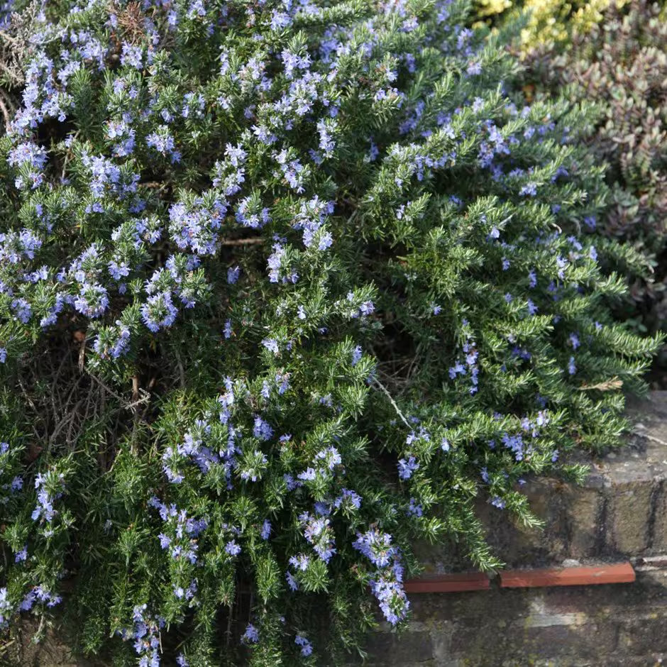 Rosemary Prostratus 140mm Pot (Rosmarinus officinalis)