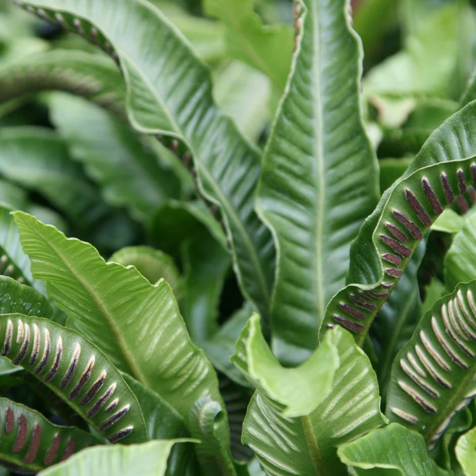 Hart's Tongue Fern Harts (Asplenium scolopendrium)