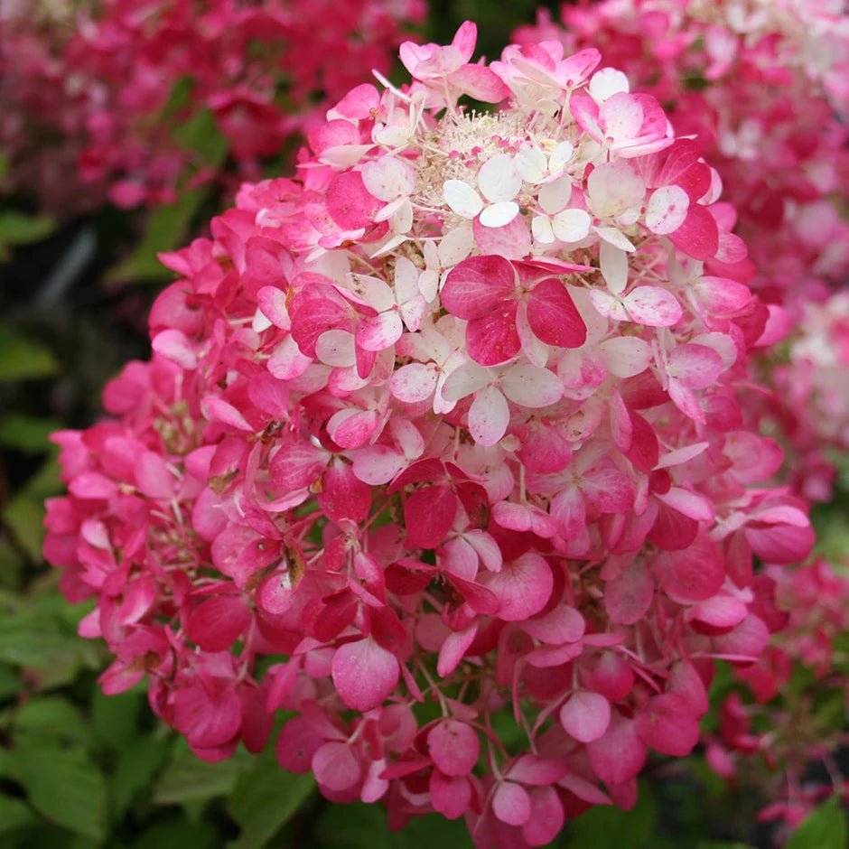 Hydrangea Diamond Rouge - Ladybird Nursery
