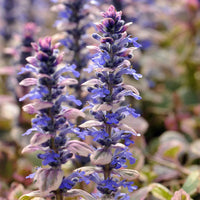 Burgundy Glow Bugle (Ajuga reptans)