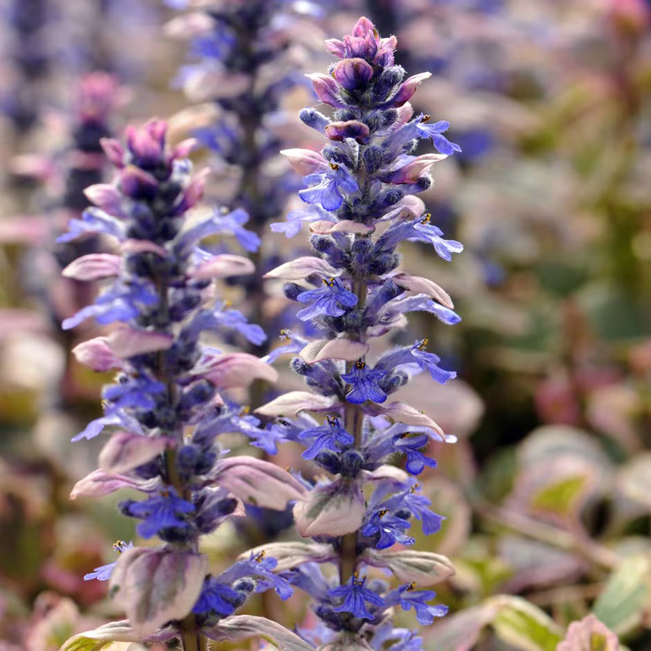 Burgundy Glow Bugle (Ajuga reptans)