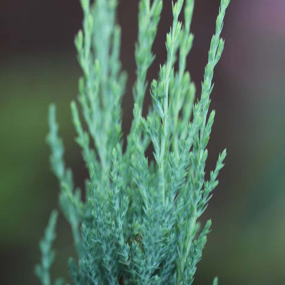 Rocky Mountain Juniper Blue Arrow (Juniperus scopulorum)