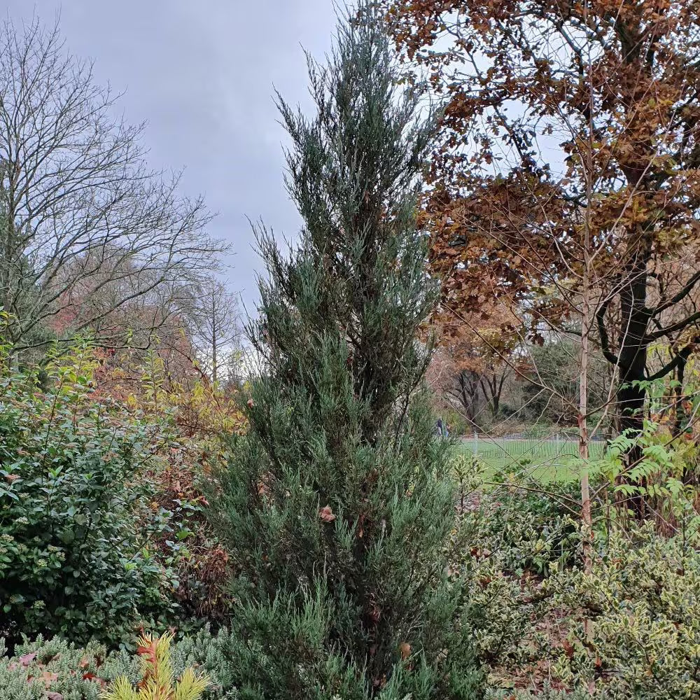 Rocky Mountain Juniper Blue Arrow (Juniperus scopulorum)