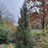 Rocky Mountain Juniper Blue Arrow (Juniperus scopulorum)