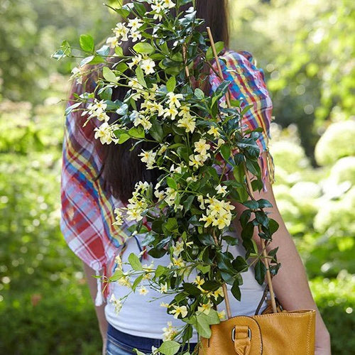 Star Jasmine Yellow (Trachelospermum jasminoides) - Ladybird Nursery
