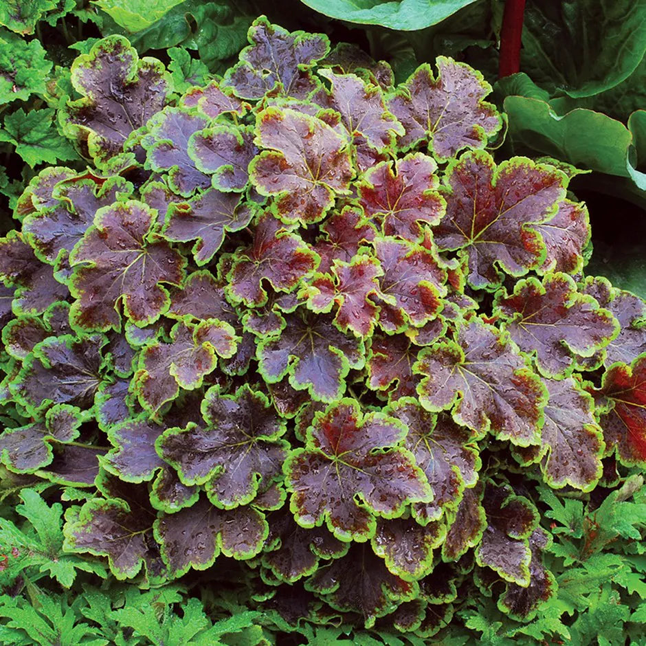 Heuchera Solar Eclipse