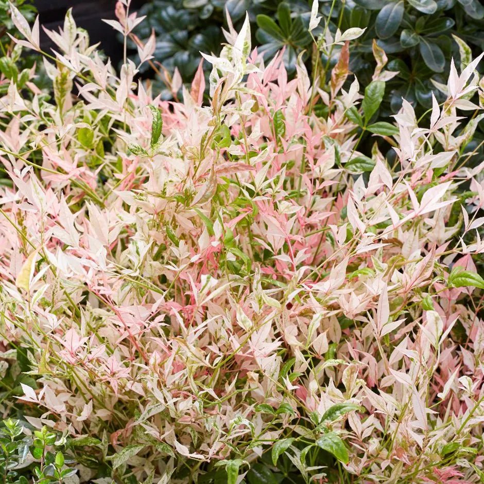 Heavenly Bamboo Twilight (Nandina domestica) - Ladybird Nursery