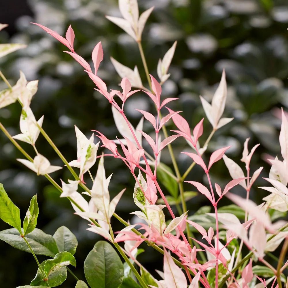 Heavenly Bamboo Twilight (Nandina domestica) - Ladybird Nursery