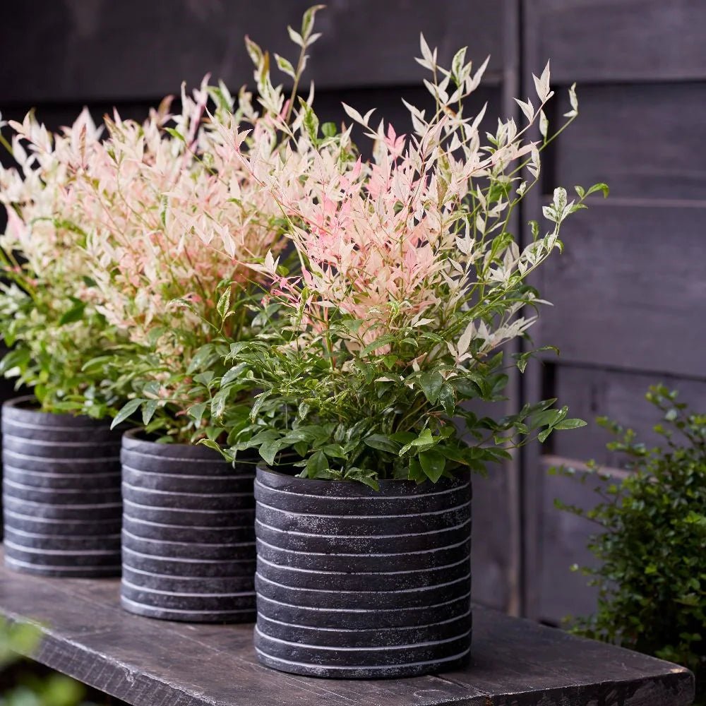 Heavenly Bamboo Twilight (Nandina domestica) - Ladybird Nursery