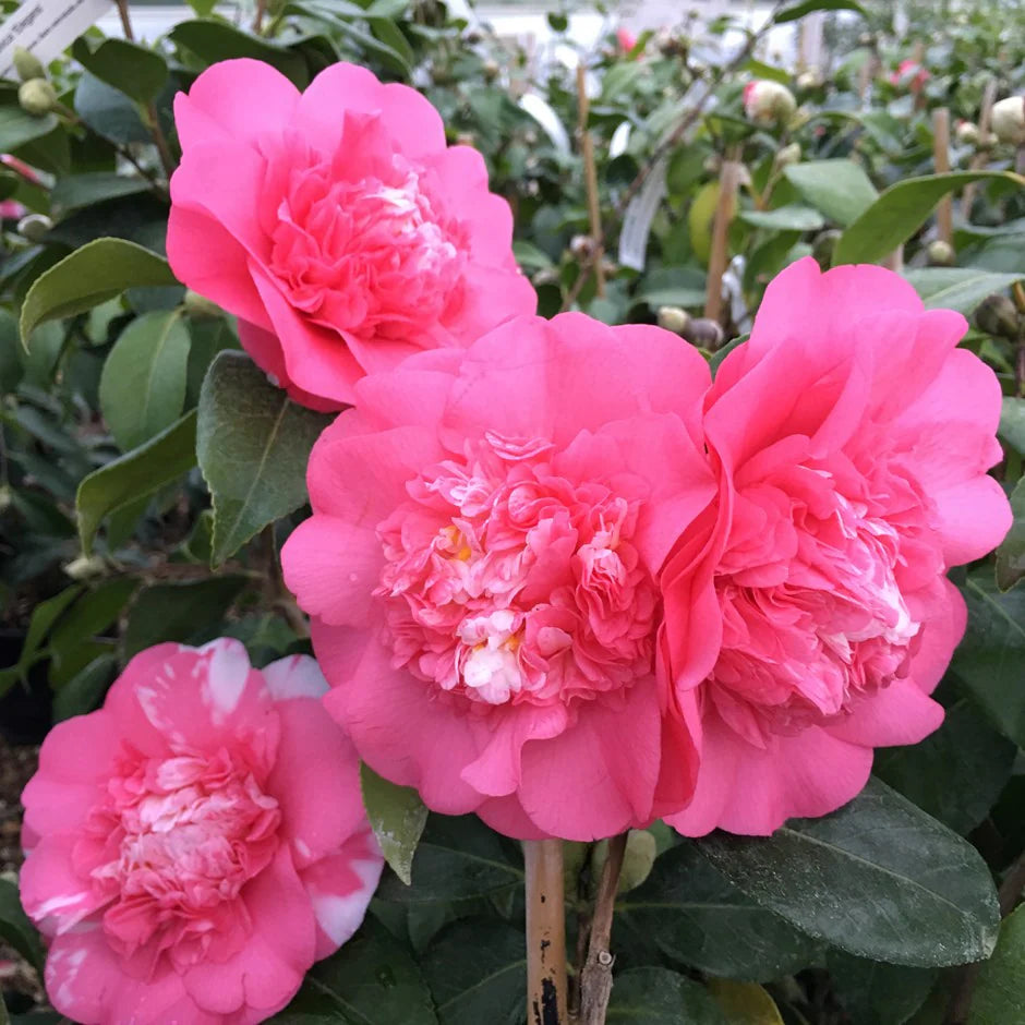 Camellia Elegans (Camellia japonica)