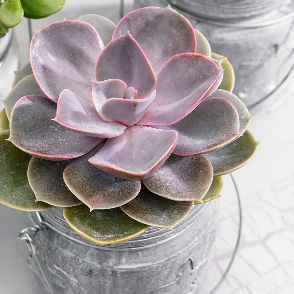 Hens and Chicks Von Nurnberg (Echeveria Perle)