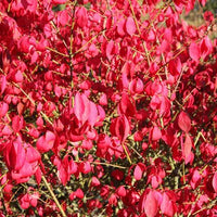 Red Wine Euonymus (Euonymus grandiflorus)